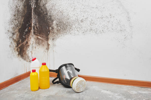 Best Professional Mold Removal  in Kittitas, WA