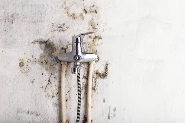 Best Best Mold Removal Companies  in Kittitas, WA