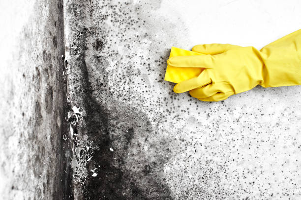 Best Mold Cleaning Services  in Kittitas, WA