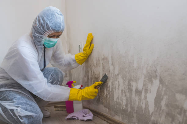 Best Residential Mold Removal  in Kittitas, WA