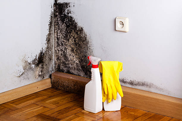 Best Mold Removal Company Near Me  in Kittitas, WA