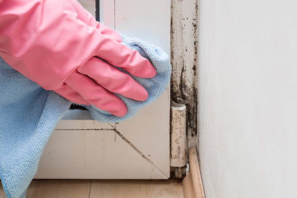 Best Home Mold Removal  in Kittitas, WA
