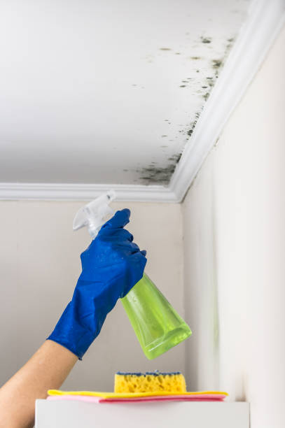 Professional Mold Removal in Kittitas, WA